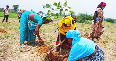 tree plantation by nishchaya foundation - ngo